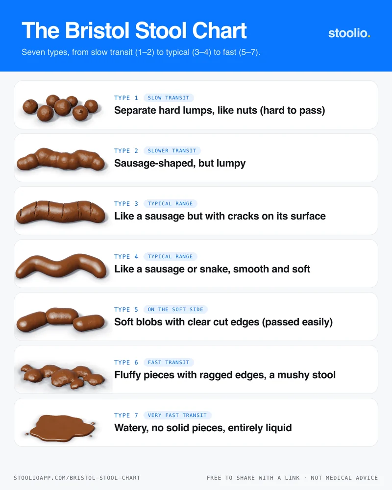 The Bristol Stool Chart by Stoolio: all seven stool types as 3D illustrations, labelled from Type 1, separate hard lumps, to Type 7, entirely liquid.